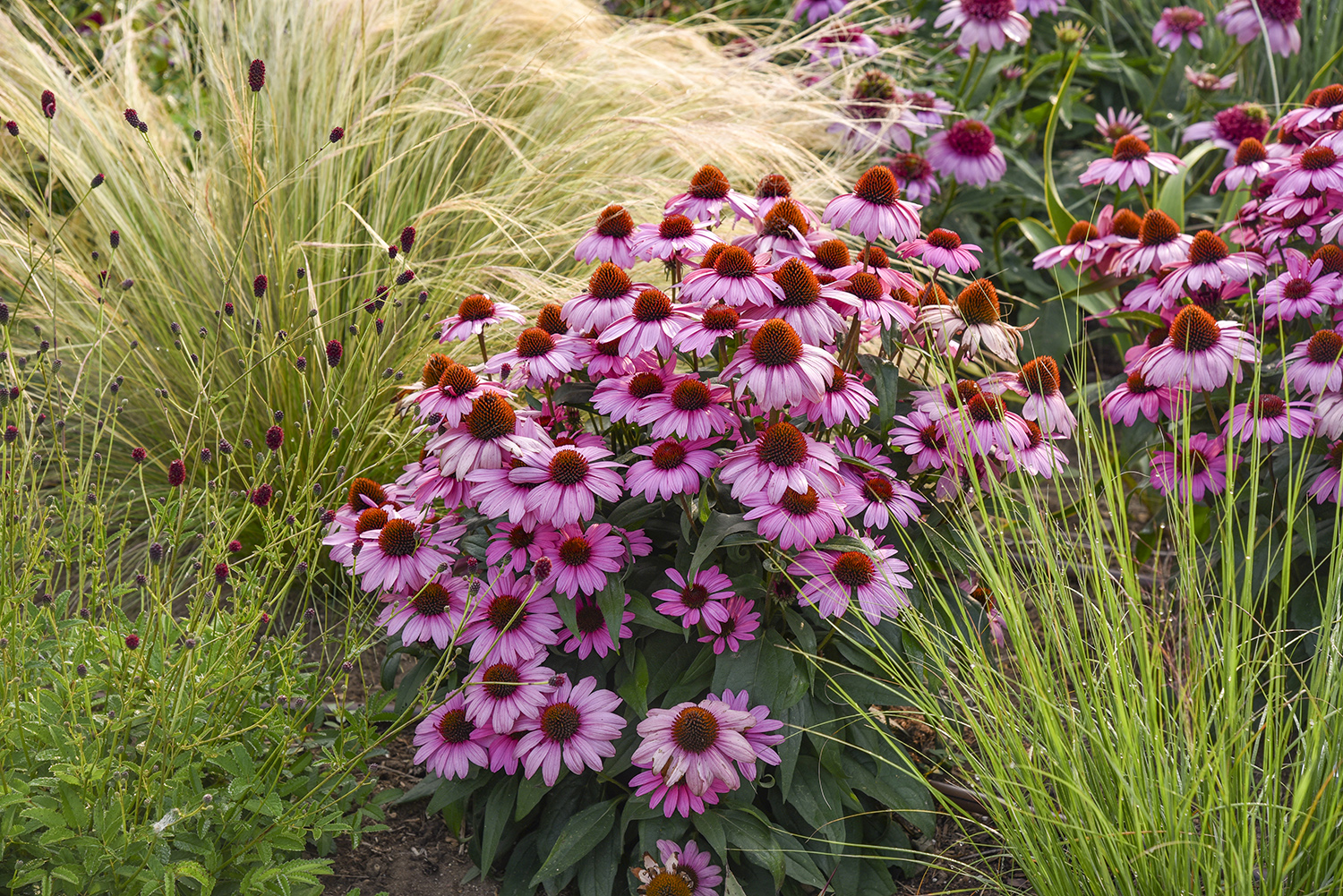 Coneflower